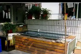 家中1池2缸不满足？闹市区小院搭建锦鲤花园暖房图片