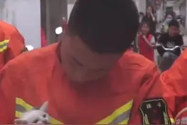 小奶猫被困窨井 阜阳消防员将其救出后温柔抱回救援站图片