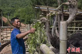 湖南娄底凤鸣谷里鸵鸟欢 特色养殖托起致富梦图片