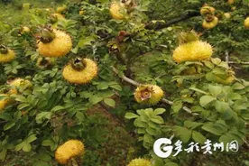 广药集团的“刺梨传奇”图片