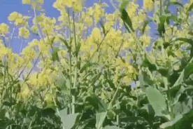 临潼千亩油菜田，开镰！！图片