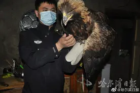 黑龙江一男子放羊时发现金雕图片