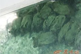 西安市民在自家厨房听到奇怪声音，抬头一看，顿时让人头皮发麻图片