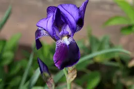 鸢尾——学名：Iris tectorum Maxim图片