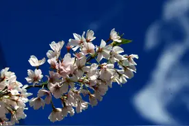 樱花——学名：Cerasus sp图片