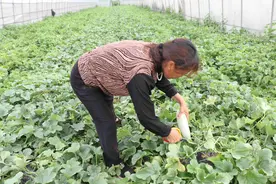 江苏朱坝：羊角蜜瓜成熟上市受青睐图片