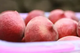 加州早甜桃上市开启“蜜桃季”归园田居的他们为大家提供土地回馈的自然好味图片