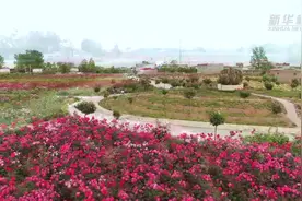 河南禹州：新庄月季花开月月“新”视频封面