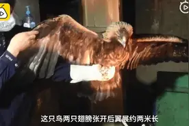 黑龙江一男子放羊时发现金雕，抱回家后1顿吃掉1斤牛肉图片