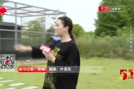 华亭玉菇甜瓜正当季  “黄小仙”一敲即碎？视频封面