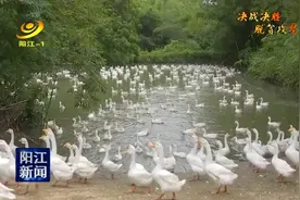 阳春：产业扶贫+基建 梅垌村民共享红利图片