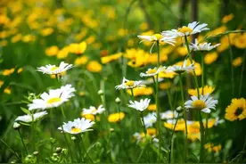 花已成海，趁花期正盛赶快打卡潍坊北辰绿洲湿地公园图片