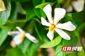 湖南宁乡有个“栀子小镇”初夏户户有花香图片