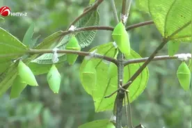 上亿只蝴蝶宝宝即将破茧成蝶，好期待~图片