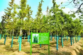 南京紫东地区储绿增绿“千年秀林”可期图片