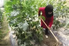 民和：蔬菜大棚里“种出”好光景图片