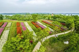 江苏东海县：幸福像“花儿”一样图片