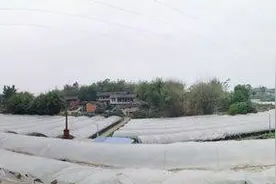 “蔬菜大王”许真华：无偿传授种植技术，带动一方增收致富图片