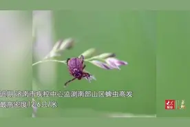 果然视频｜警惕！济南南部山区蜱虫高发，最高密度12.6只/米视频封面