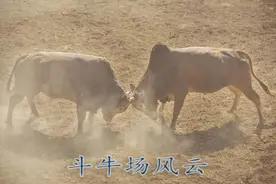 民间故事连载 | 斗牛场风云 上（听书）图片