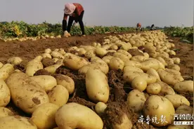 “马铃薯之乡”山东看庄土豆迎丰收，种植户每亩收入近万元图片