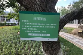 游客偷吃桑葚怕中毒，公园道歉！“霸王食客”谁来管图片