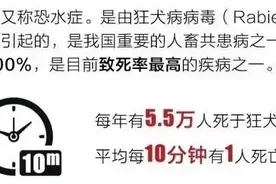 狂犬病夏季高发 这些知识需要知道图片