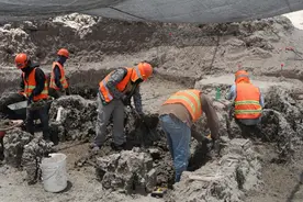 墨西哥工地现场挖出数十具猛犸遗骸，或因“被困湖中”而死图片