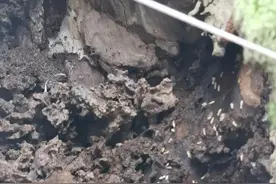 枯藤老树今重焕生机 检察建议为古树名木打开“生命通道”图片