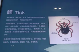 济南疾控监测南部山区蜱虫高发？莫慌，这些预防知识要get图片