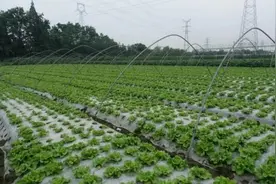 「助农」全程线上，方便快捷，农行成都分行“惠农e贷”助力乡村振兴图片