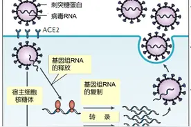干扰素在新冠肺炎治疗中发挥抗病毒和免疫调节的双重作用图片