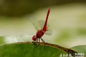 在大明湖，遇到一只爱翘尾巴的红蜻蜓图片
