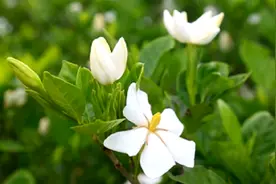 江西萍乡：栀子花开“银”满坡视频封面