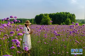 安徽芜湖：“十里江湾”繁花似锦 景色宜人图片