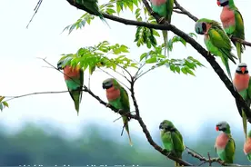 「生物多样性百科」脊椎动物·绯胸鹦鹉：每一只会说话的鹦鹉，背后都有一段血泪史图片