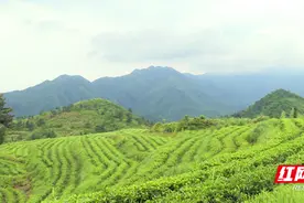 宜章李家塘村：高山茶 助增收图片