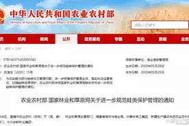 好消息！黑斑蛙、棘胸蛙、棘腹蛙、林蛙又能吃能养能上市了图片