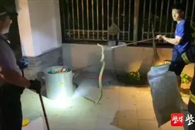 深夜浇花发现大蛇盘在花丛，女子被吓哭语无伦次图片