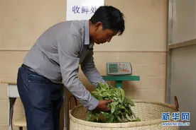 云南勐海：探访老班章手工制茶技艺图片