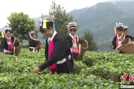 云南首个云茶大宗现货电子交易平台立项启动图片