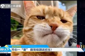 萌宠组团送欢乐：猫咪被蜜蜂蛰了，满脸丧气逗乐网友！视频封面