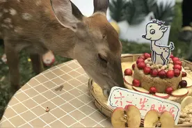 30秒｜生日快乐！金沙遗址博物馆请小朋友为小鹿“六一”庆生图片