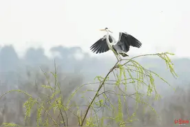 成都城区藏着一座鸟岛图片
