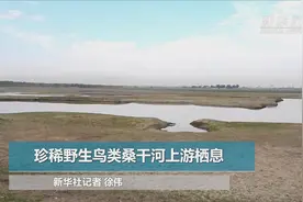 珍稀野生鸟类桑干河上游栖息图片
