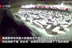 慎点！美国养猪场杀死数千头猪，现场惨不忍睹图片