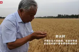 跟着“麦爸”看麦收｜“郭小麦”的新梦想图片
