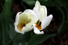 郁金香花——学名：Tulipa图片
