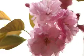 一眼樱花三日醉，一念樱花成永恒图片