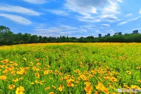 昌平这里新添“小花海”，承包你的醉美初夏图片